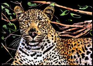 вы смотрели Скретч-картина "Leopard" (Леопард)